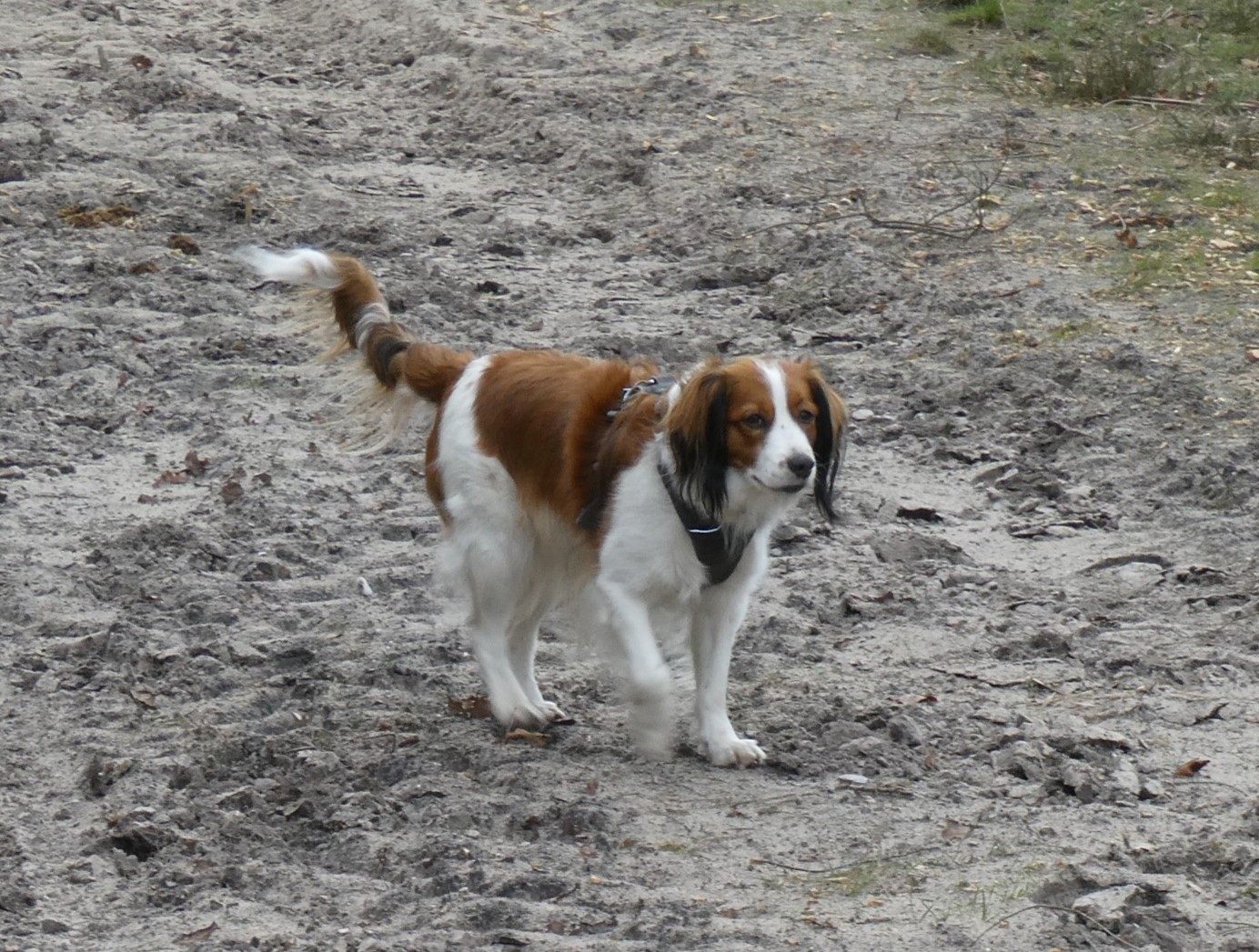 Kooikerhondje Palmira