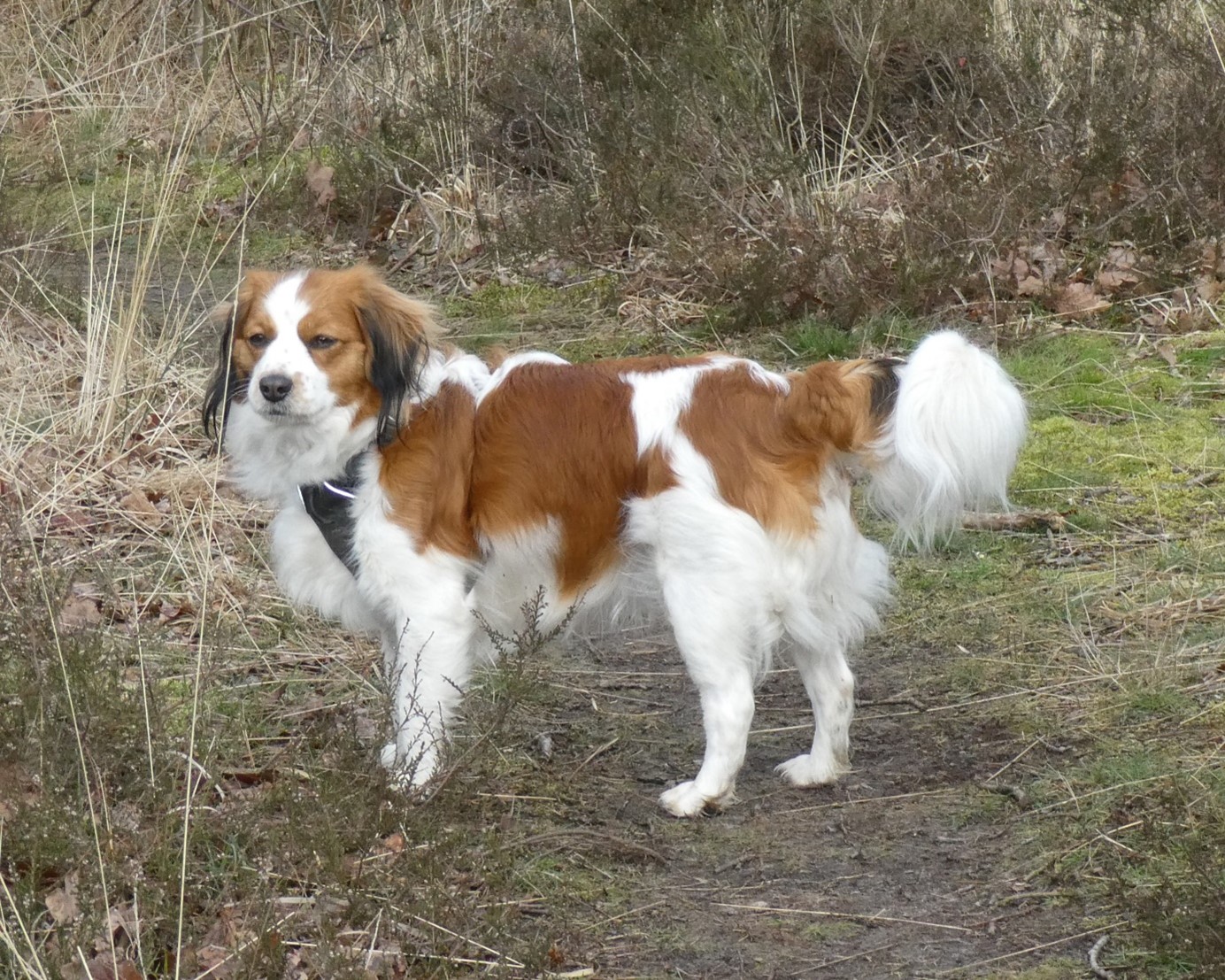 Kooikerhondje Romi