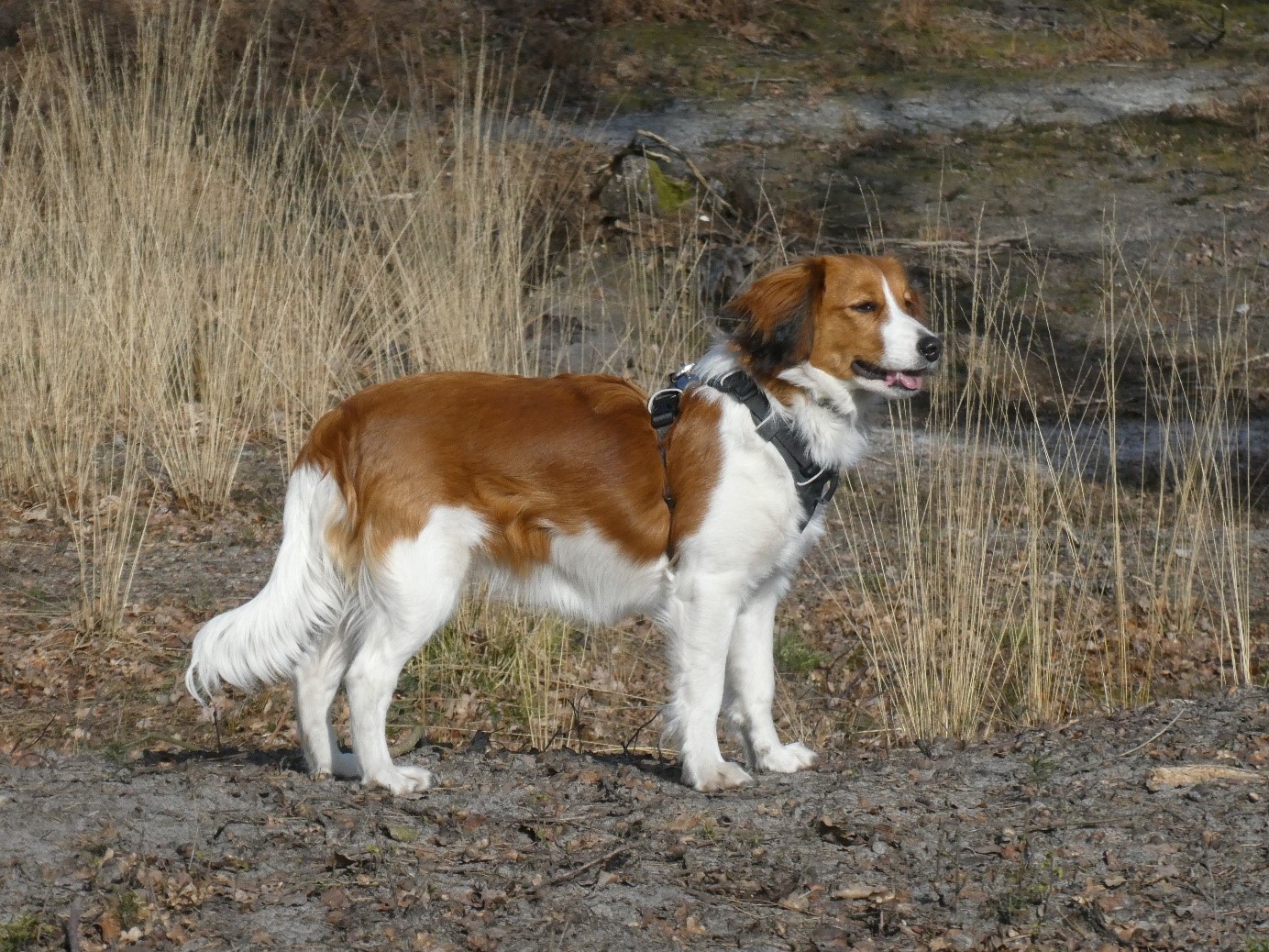 Kooikerhondje