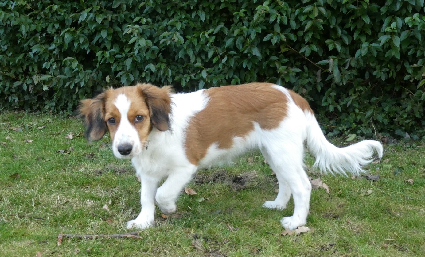 Kooikerhondje Tacha