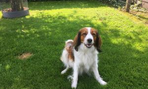 kooikerhondje