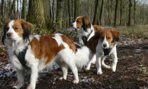 kooikerhondje