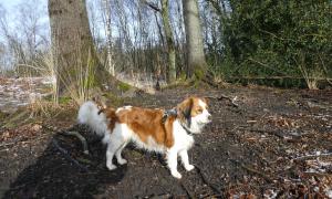 kooikerhondje