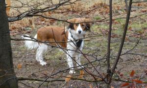 kooikerhondje