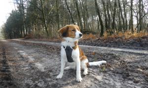 kooikerhondje