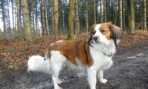 kooikerhondje