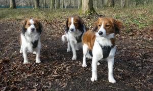 kooikerhondje