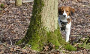 kooikerhondje