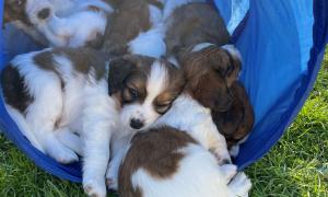 Slapende pups