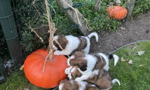 op verkenning in de tuin