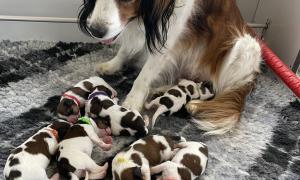 mama en pups