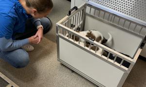 controle bij de dierenarts